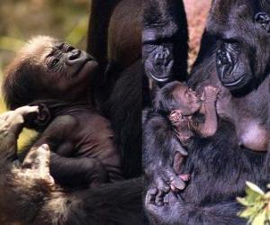 yapboz goril ailesi